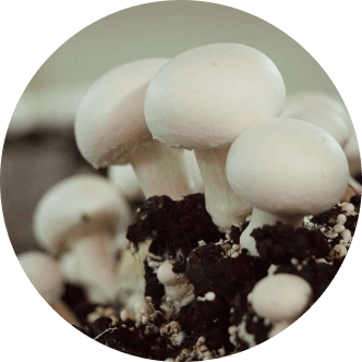 Agaricus Bisporus - Champiñón de París