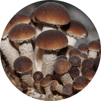 Agrocybe aegerita