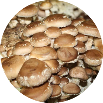 Lentinula Edodes - Shiitake