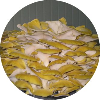 Pleurotus cornrucopiae