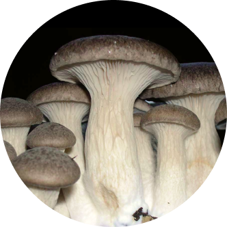 Pleurotus eryngii