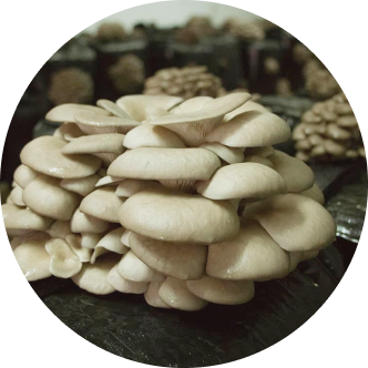 Pleurotus ostreatus