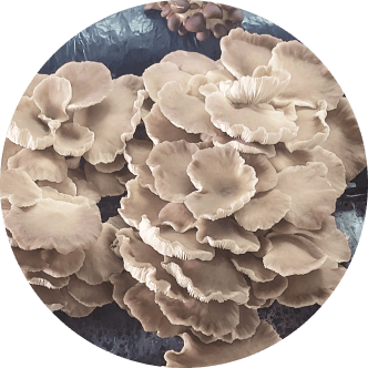 Pleurotus pulmonarius